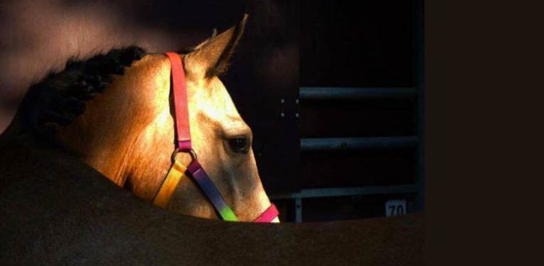 Hipposervice33 - Boris Lalanne